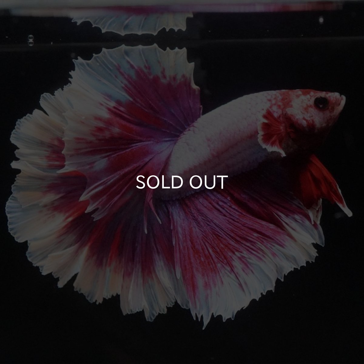 画像2: HM ラベンダーバタフライ ローズテール (2)