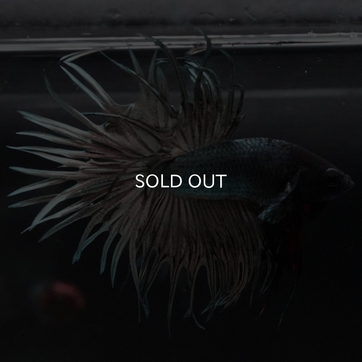 画像5: CT　カッパー (5)