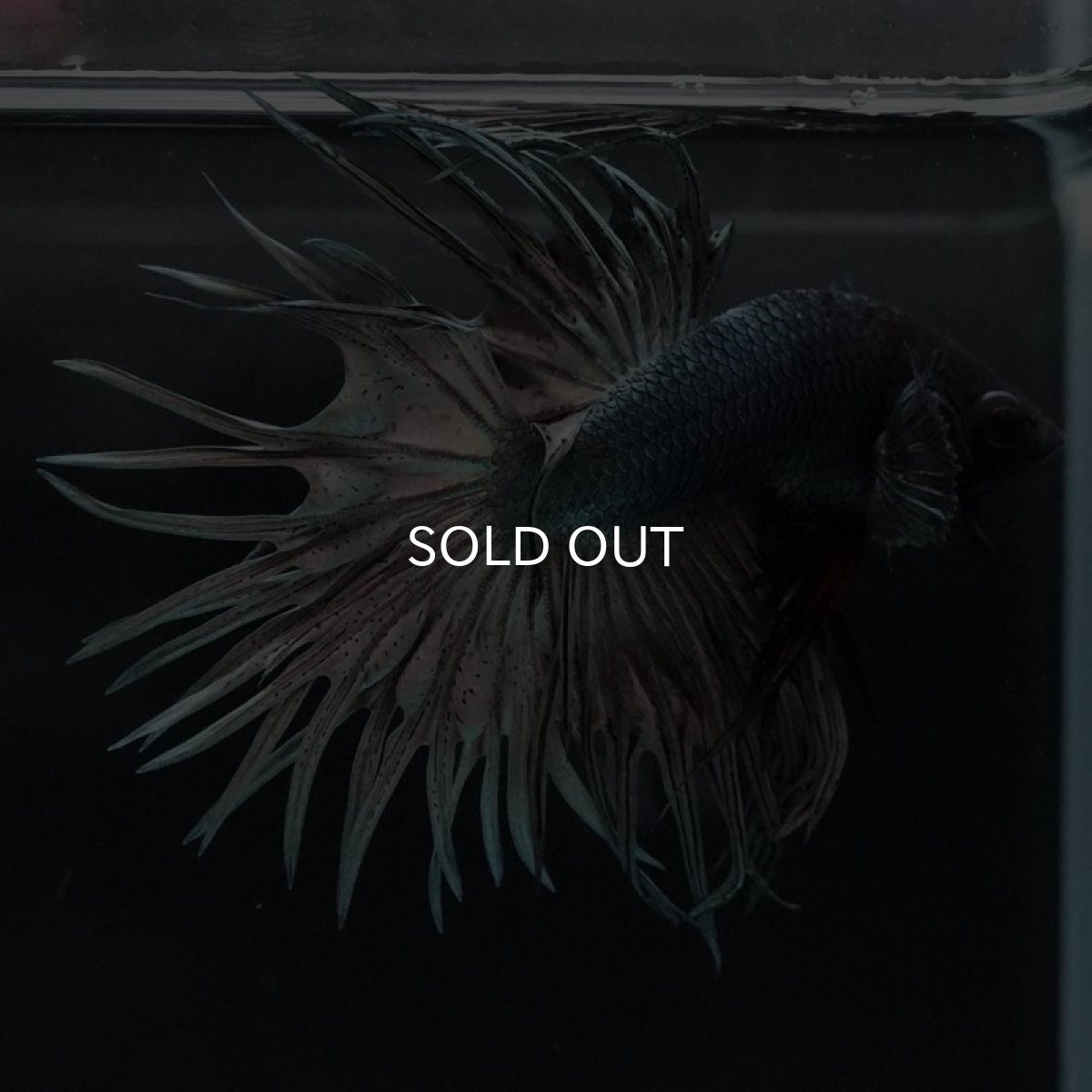 画像3: CT　カッパー (3)