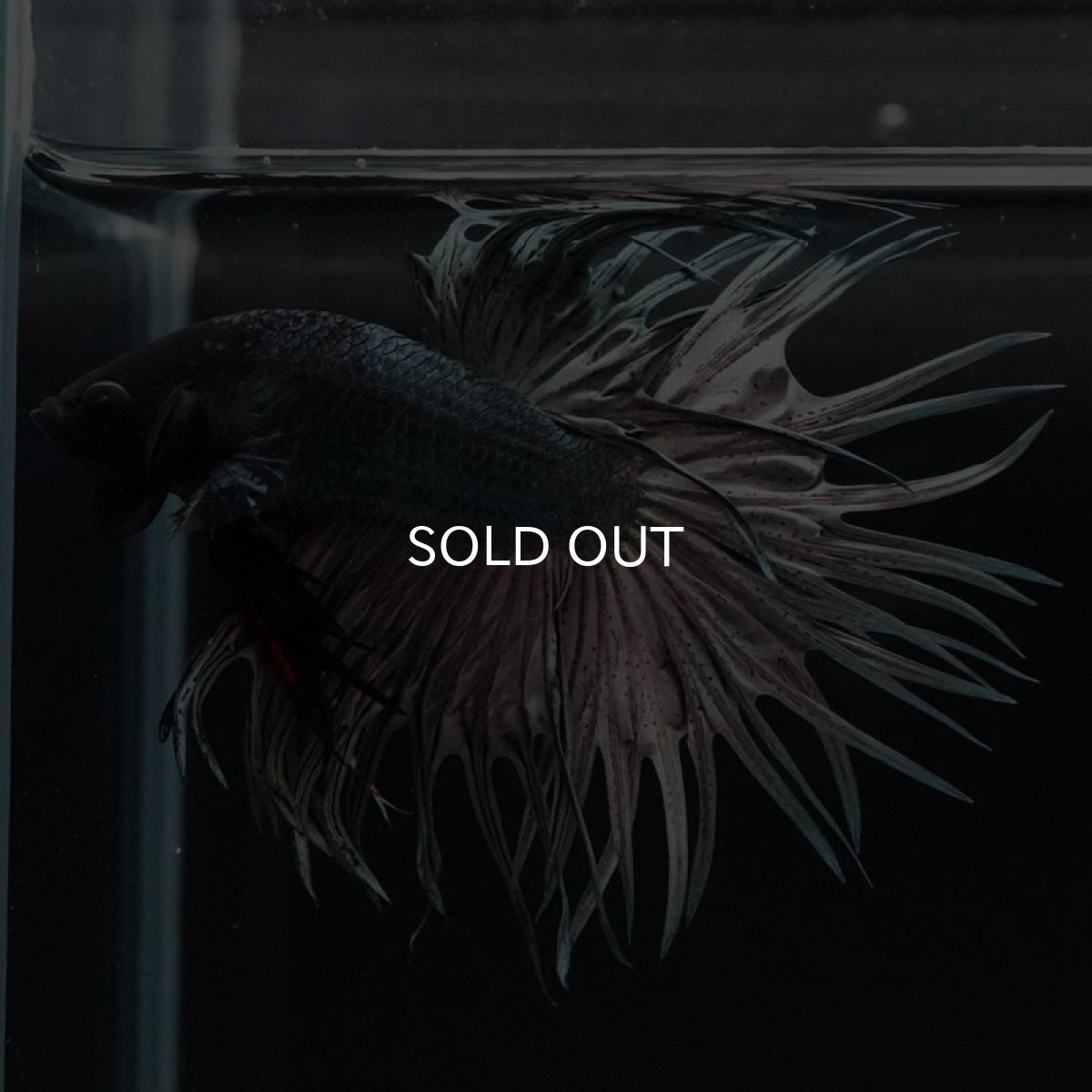 画像4: CT　カッパー (4)