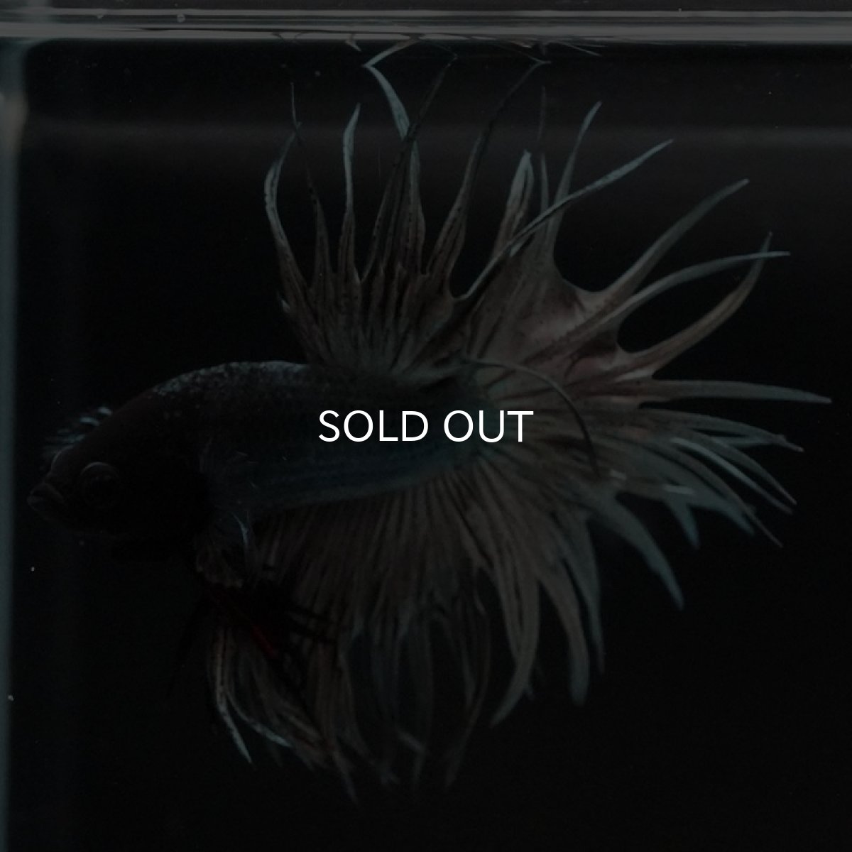 画像2: CT　カッパー (2)