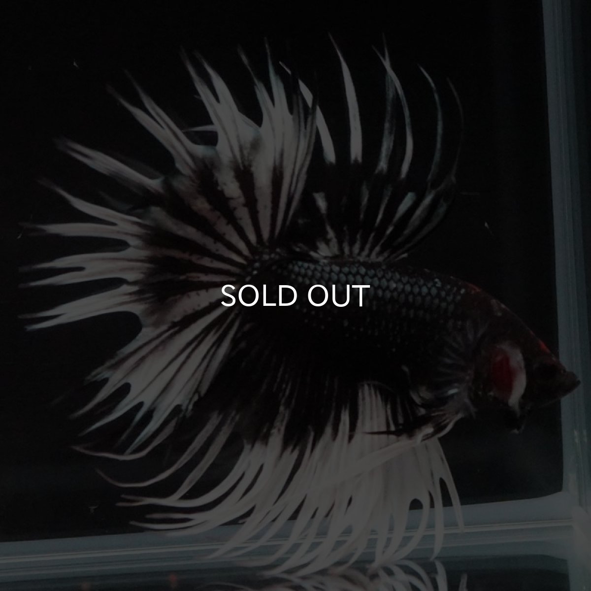 画像5: CT ブラックカッパーバタフライ (5)