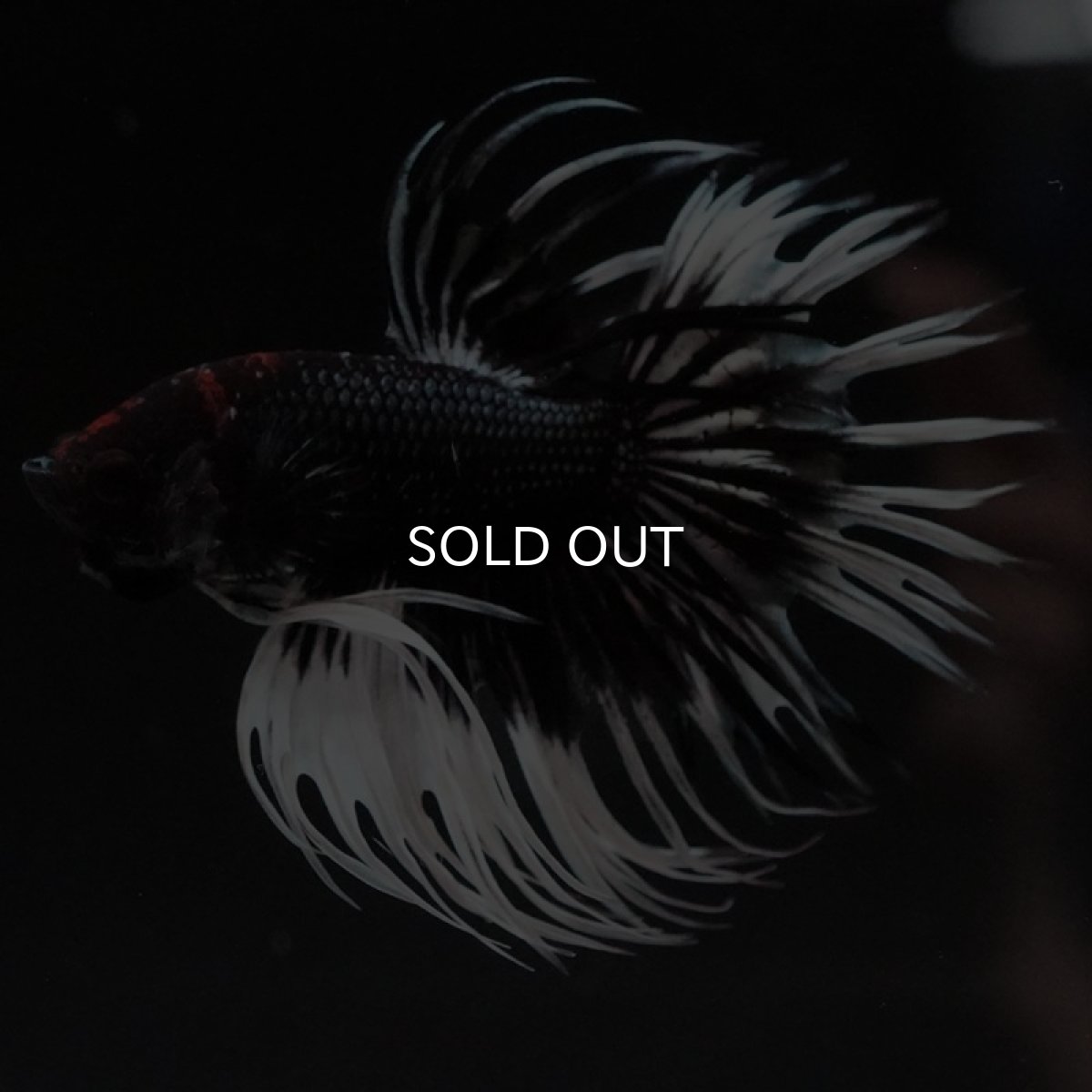 画像6: CT ブラックカッパーバタフライ (6)