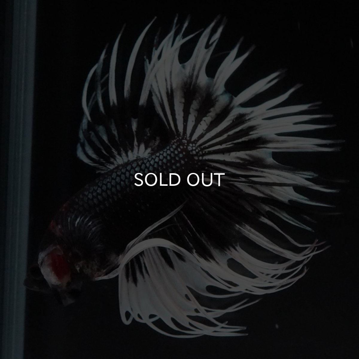 画像2: CT ブラックカッパーバタフライ (2)