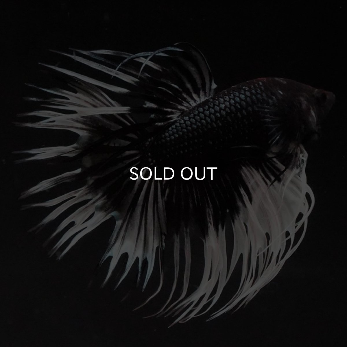 画像3: CT ブラックカッパーバタフライ (3)