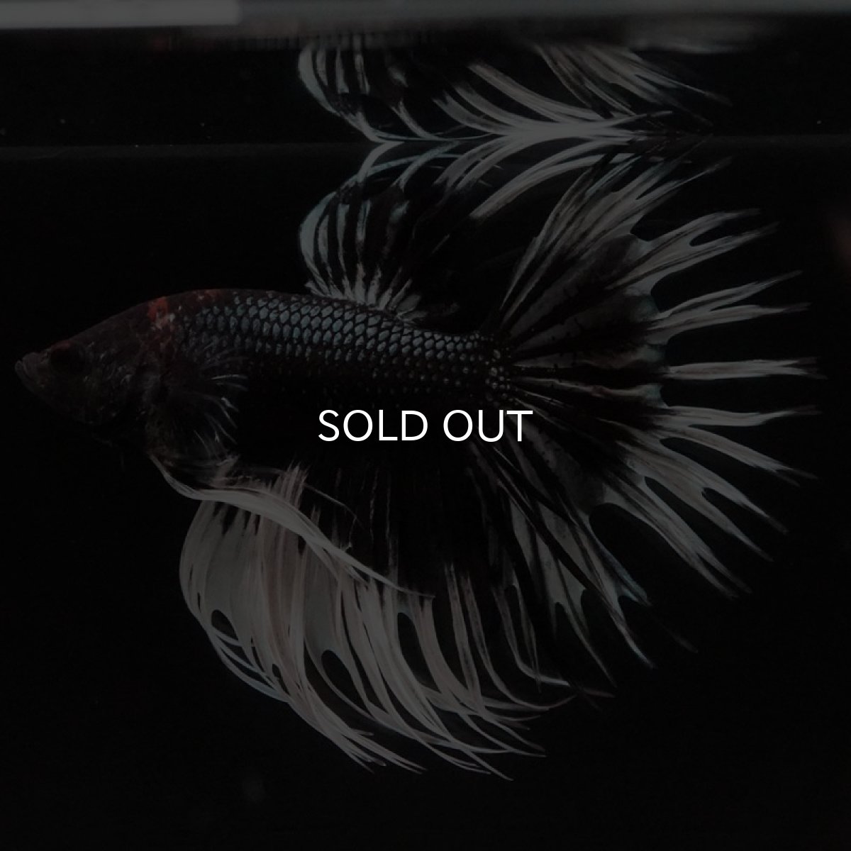 画像4: CT ブラックカッパーバタフライ (4)