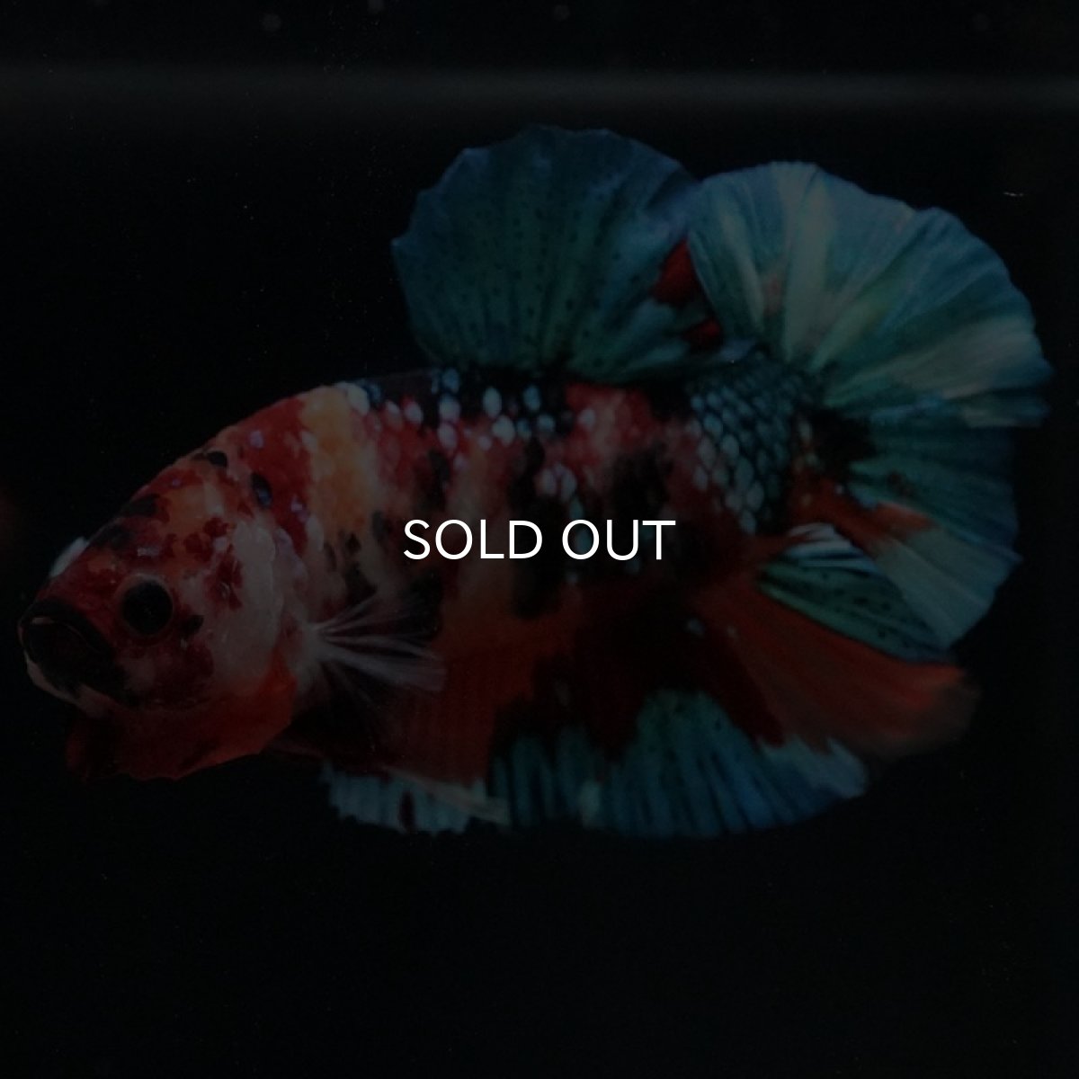 画像7: HMPK　キャンディギャラクシー (7)