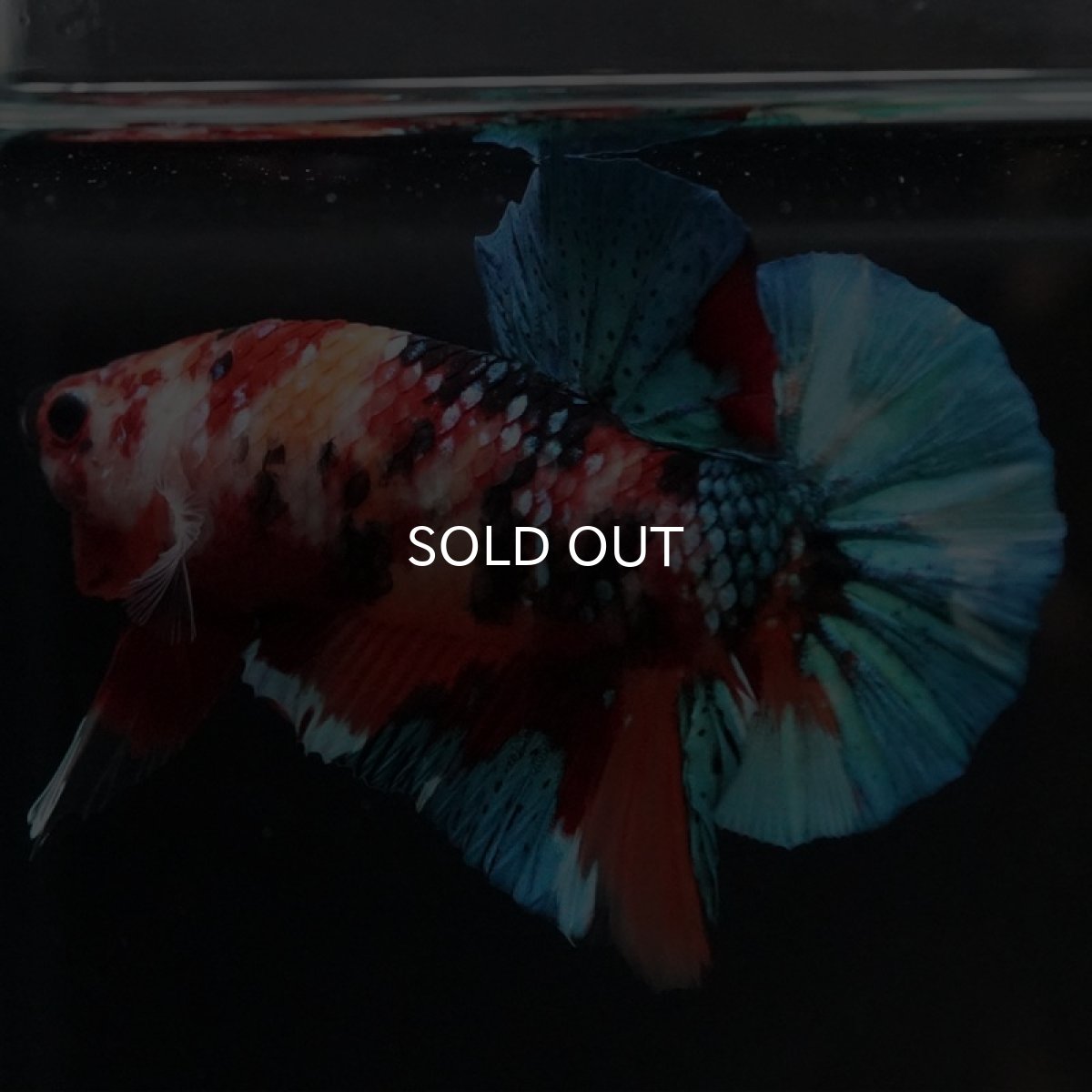 画像2: HMPK　キャンディギャラクシー (2)