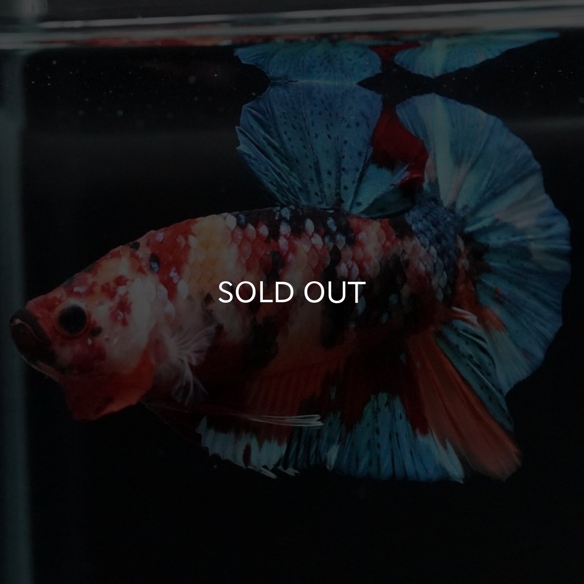 画像5: HMPK　キャンディギャラクシー (5)