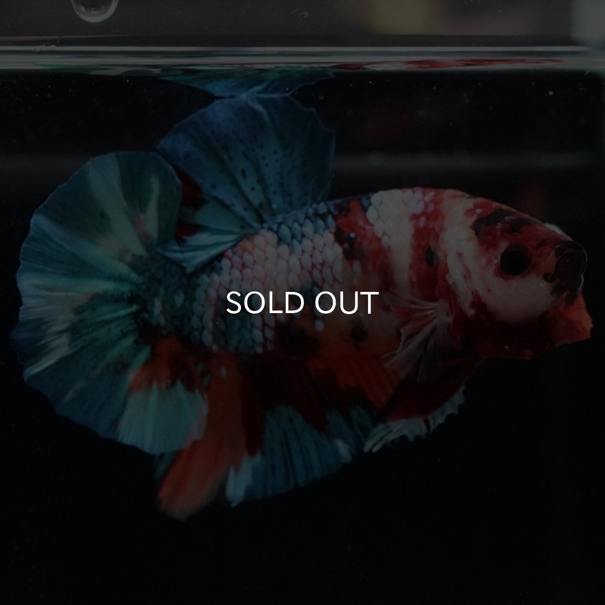 画像6: HMPK　キャンディギャラクシー (6)