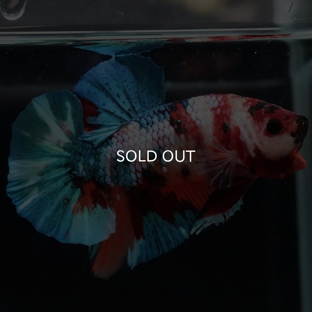 画像4: HMPK　キャンディギャラクシー (4)