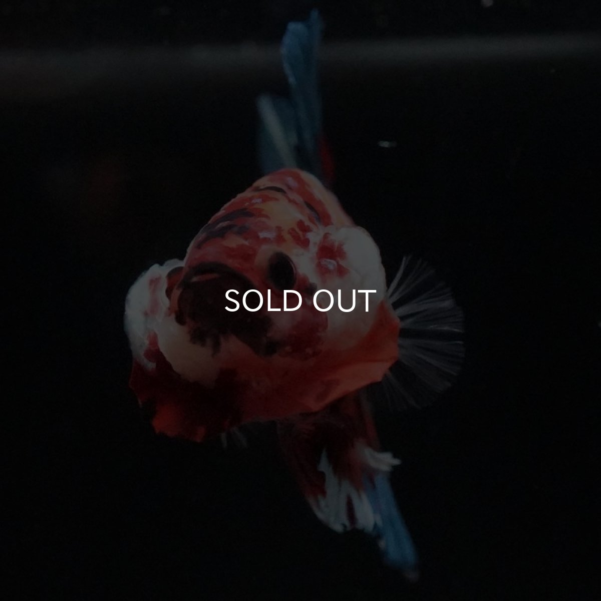 画像3: HMPK　キャンディギャラクシー (3)