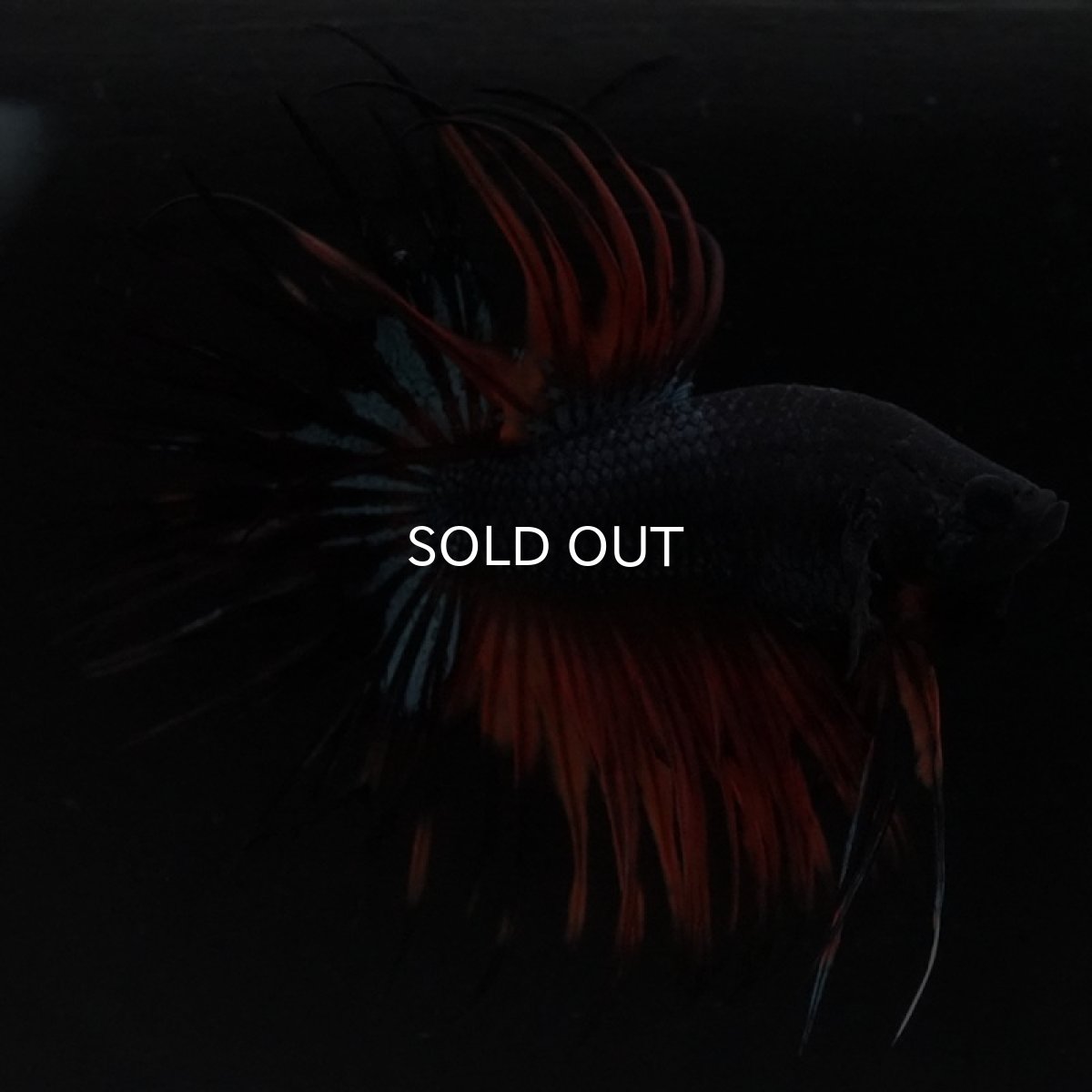 画像4: CT ブラックオーキッド 変わり柄 (4)