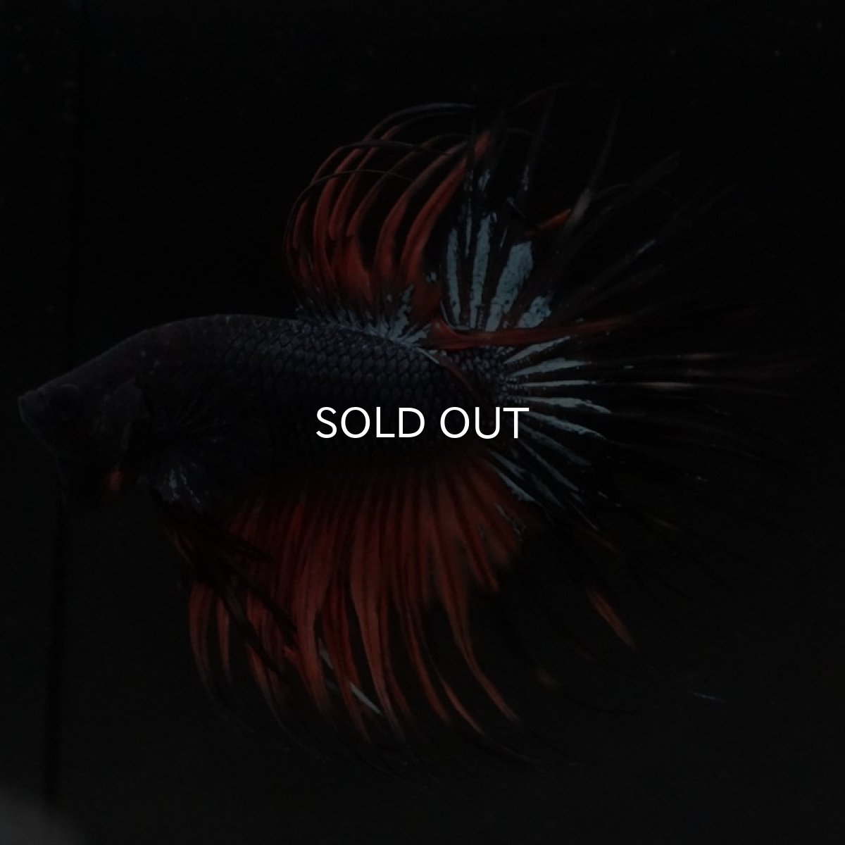 画像7: CT ブラックオーキッド 変わり柄 (7)