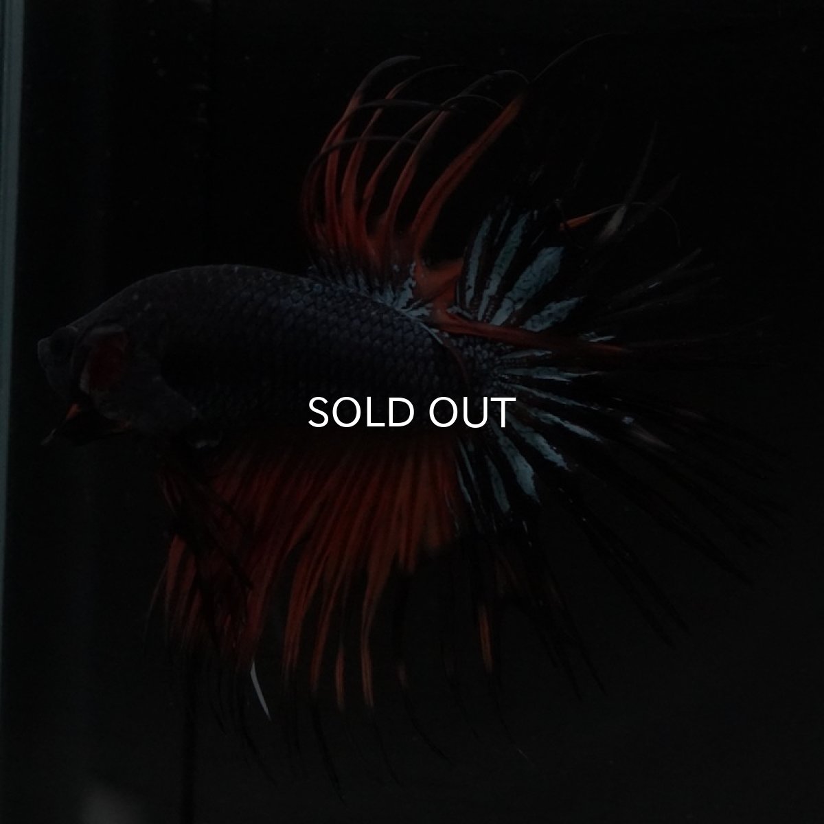 画像5: CT ブラックオーキッド 変わり柄 (5)