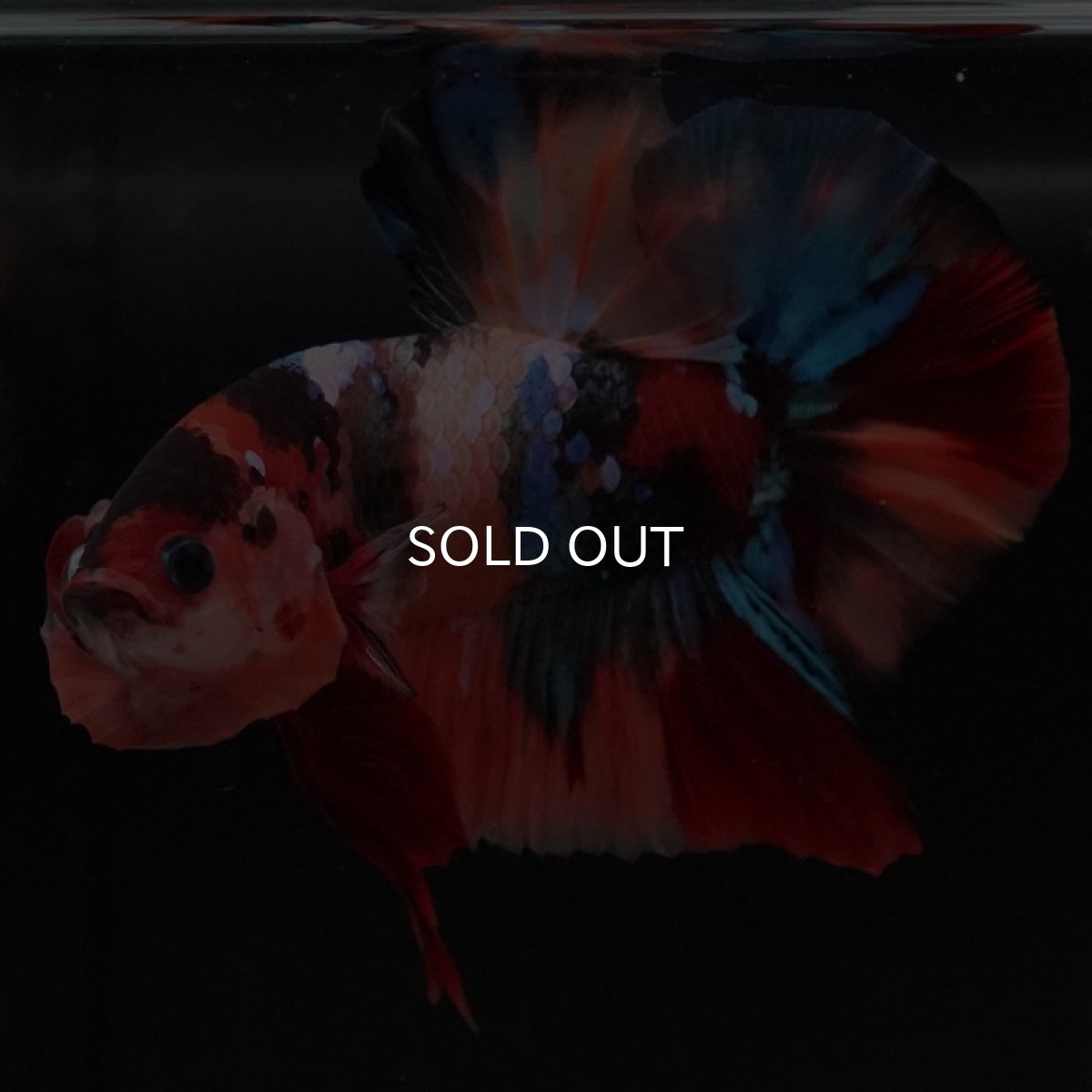 画像10: HMPK キャンディ (10)