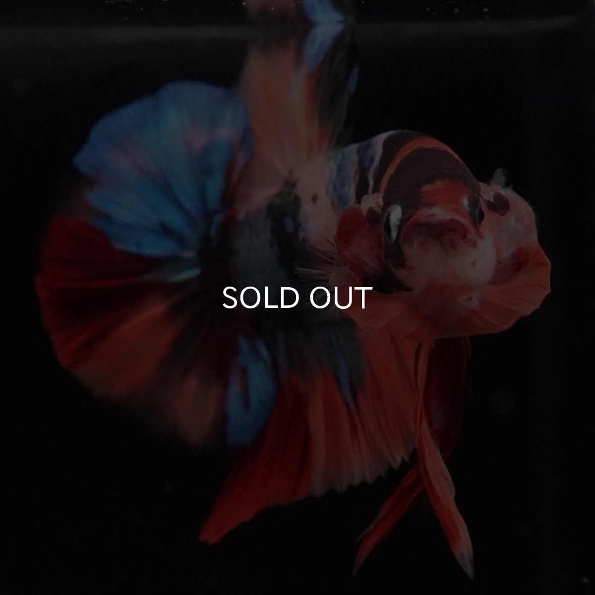 画像3: HMPK キャンディ (3)