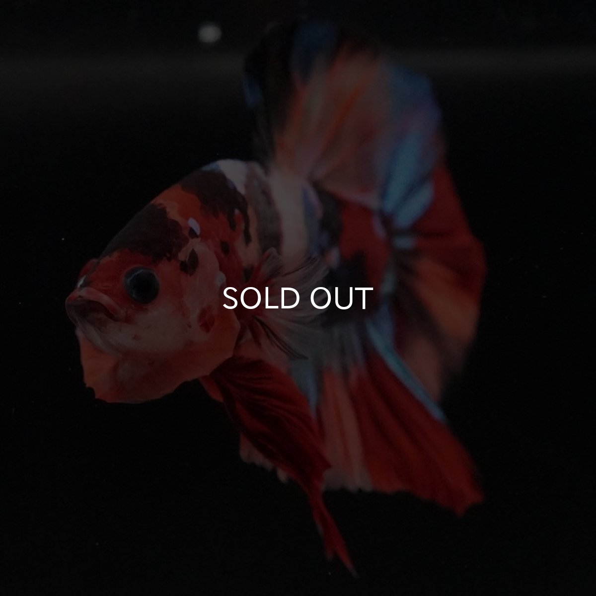 画像9: HMPK キャンディ (9)