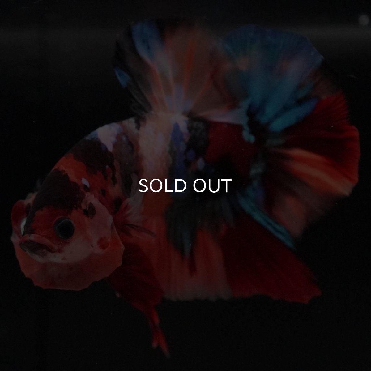 画像4: HMPK キャンディ (4)