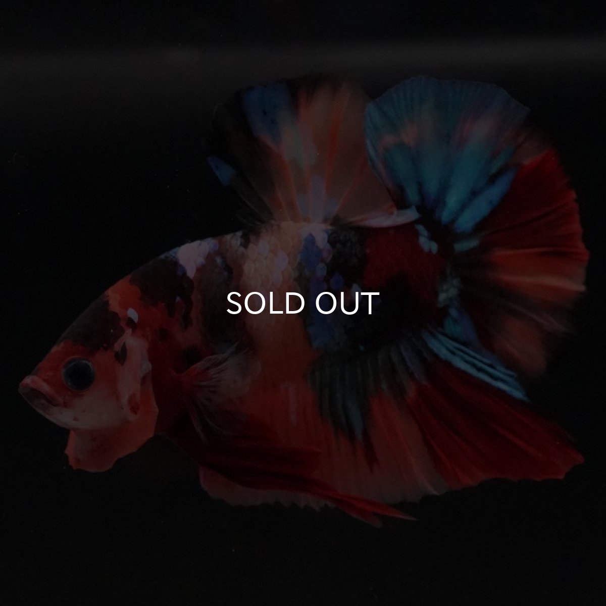 画像8: HMPK キャンディ (8)