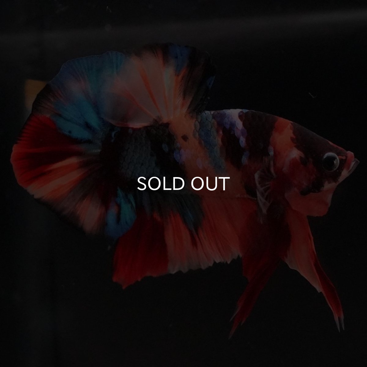 画像7: HMPK キャンディ (7)