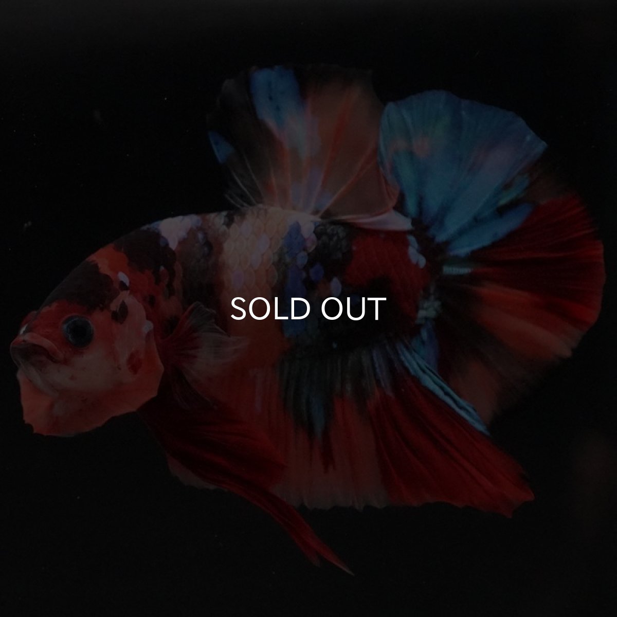 画像2: HMPK キャンディ (2)