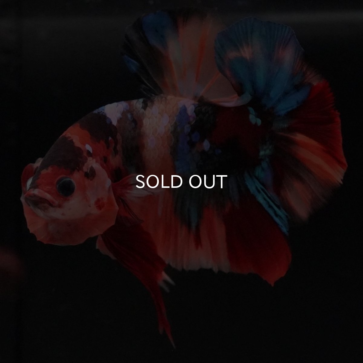 画像6: HMPK キャンディ (6)