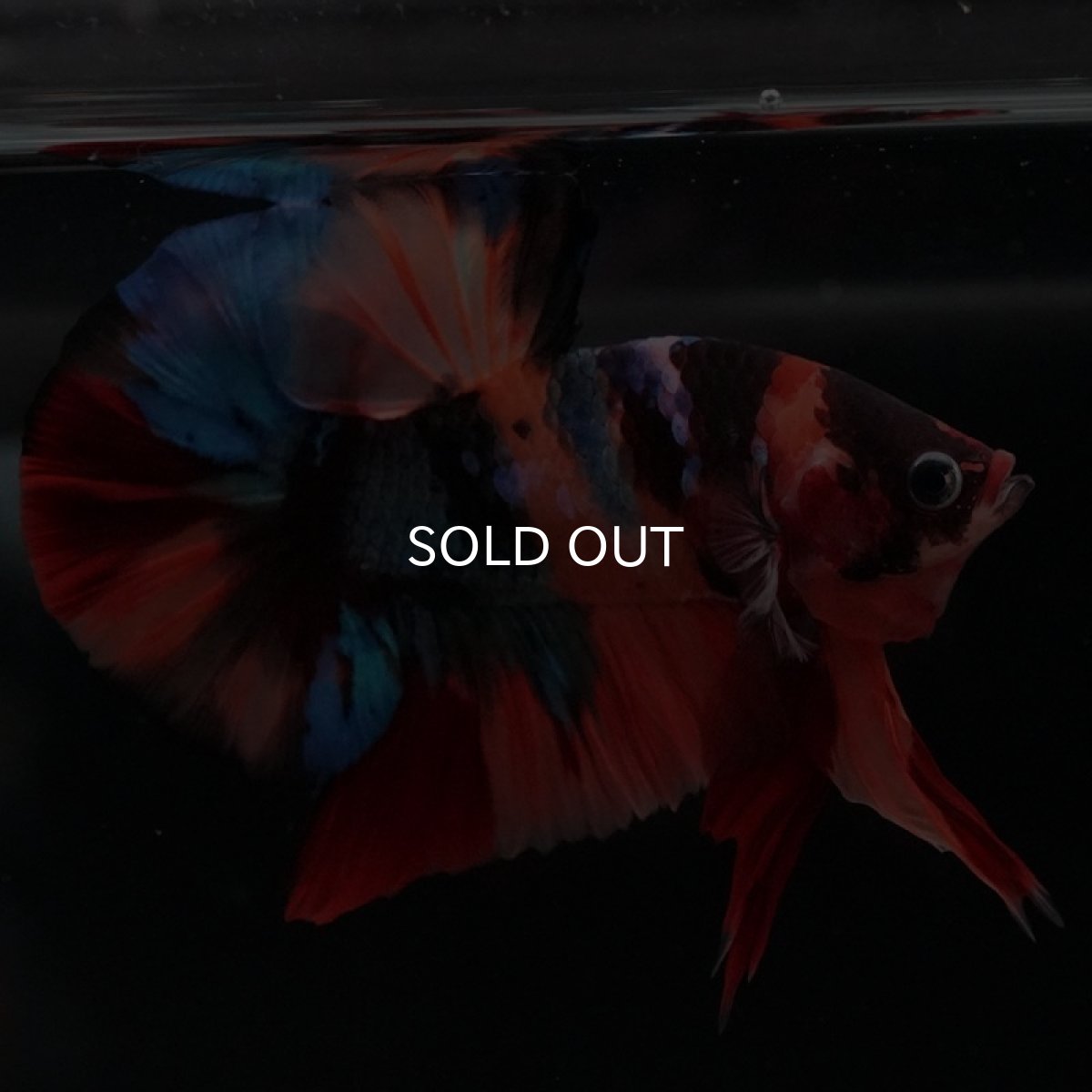 画像5: HMPK キャンディ (5)