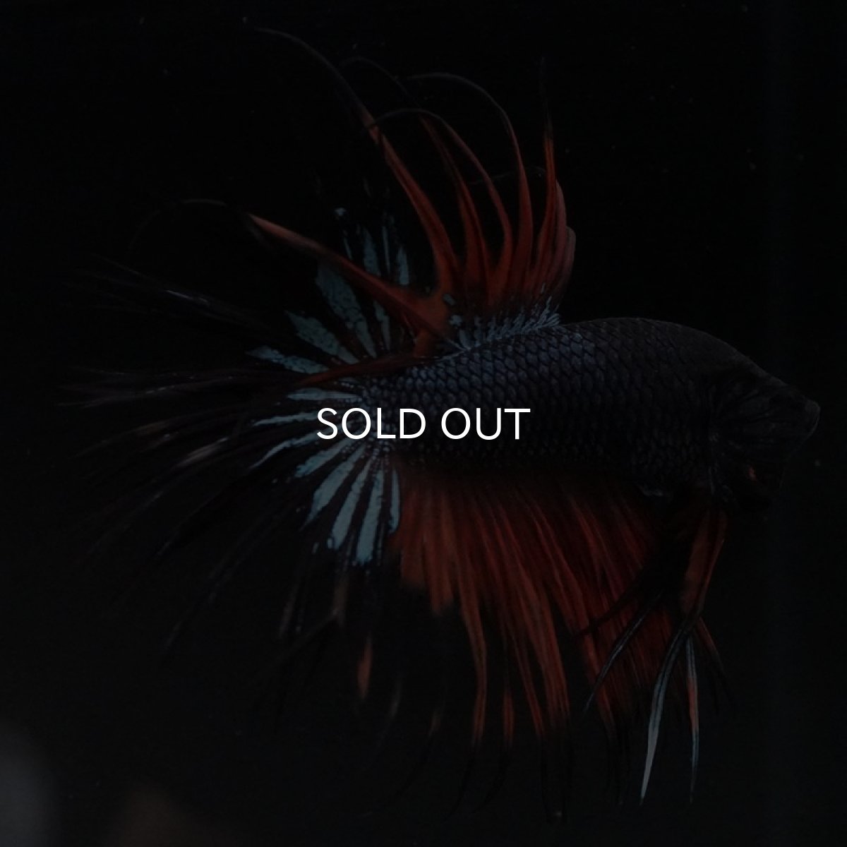 画像10: CT ブラックオーキッド 変わり柄 (10)