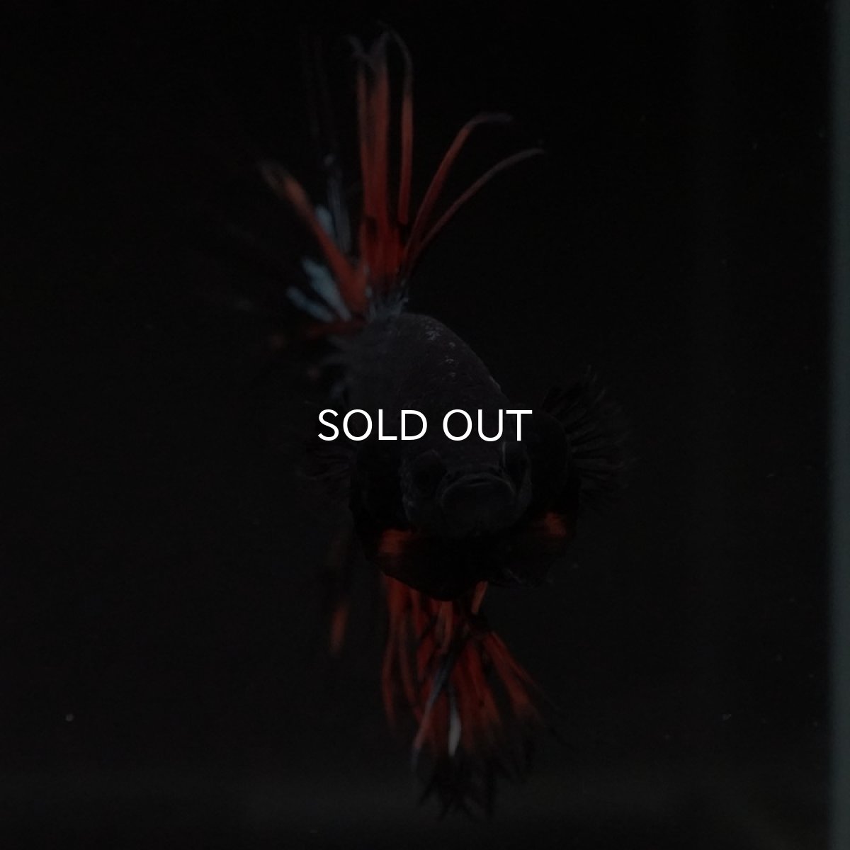 画像3: CT ブラックオーキッド 変わり柄 (3)