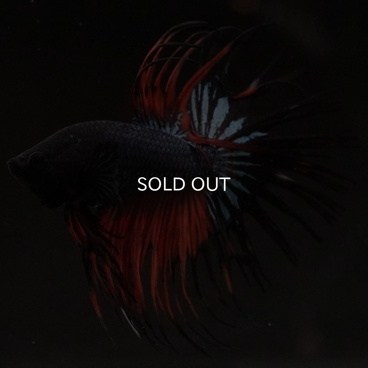 画像2: CT ブラックオーキッド 変わり柄 (2)