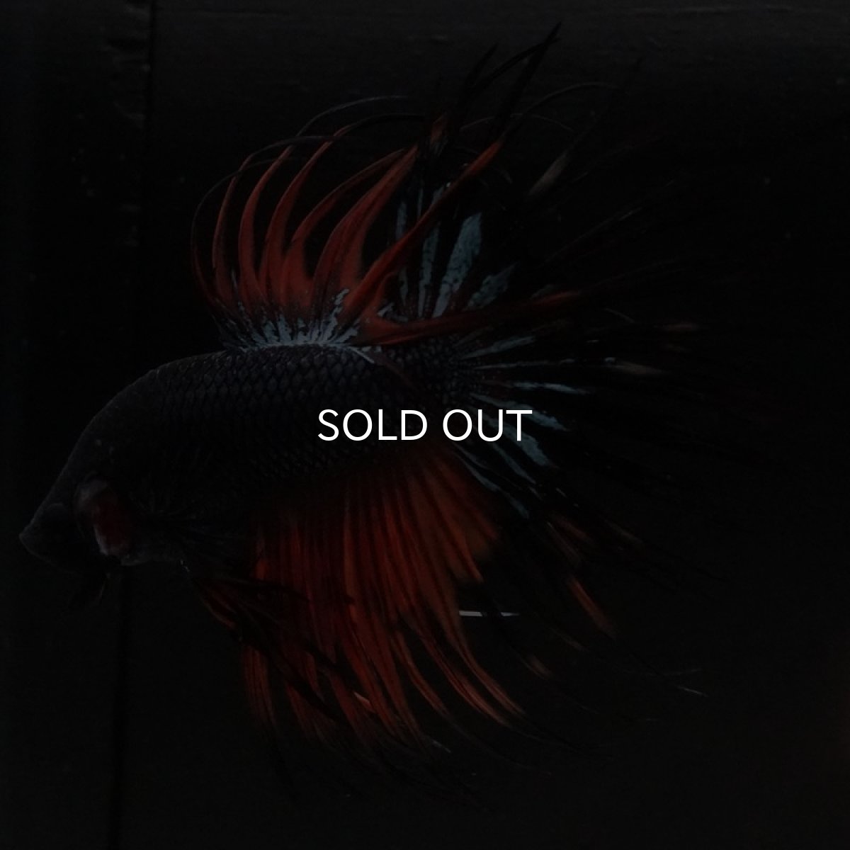 画像9: CT ブラックオーキッド 変わり柄 (9)