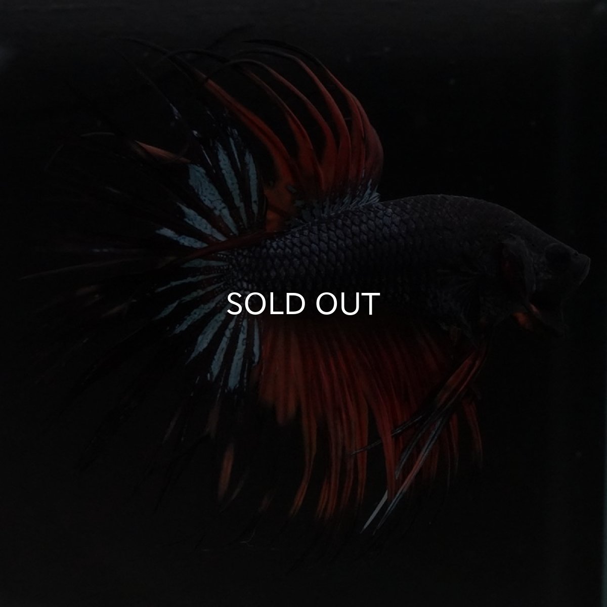 画像8: CT ブラックオーキッド 変わり柄 (8)