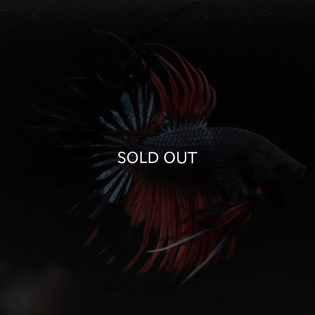 画像6: CT ブラックオーキッド 変わり柄 (6)