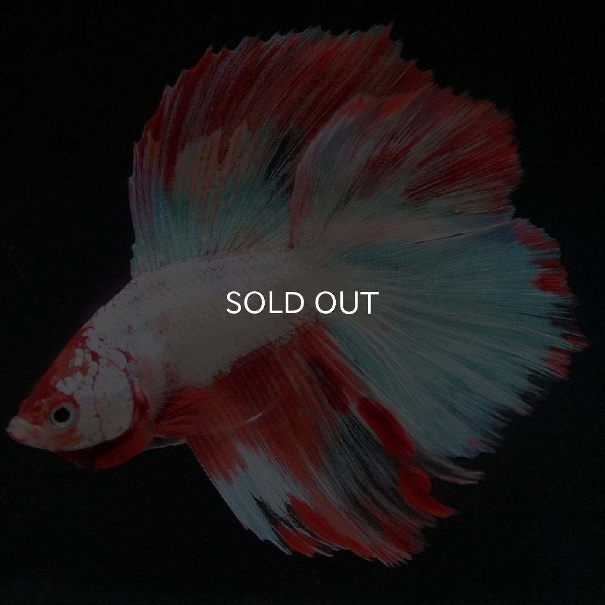 画像8: DTHM ホワイトファンシー  (8)