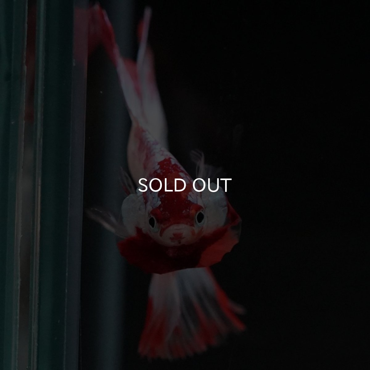 画像4: DTHM ホワイトファンシー  (4)