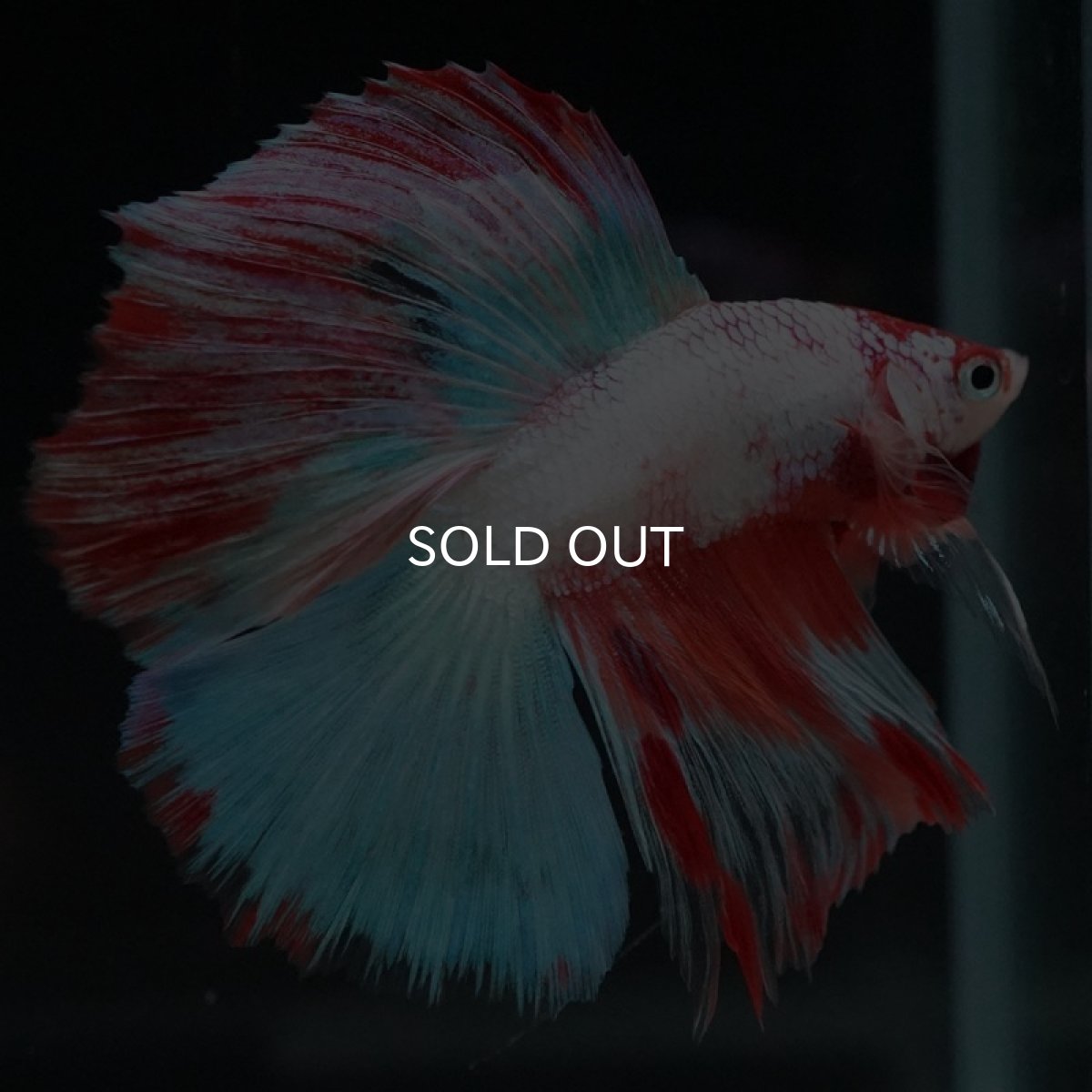 画像6: DTHM ホワイトファンシー  (6)