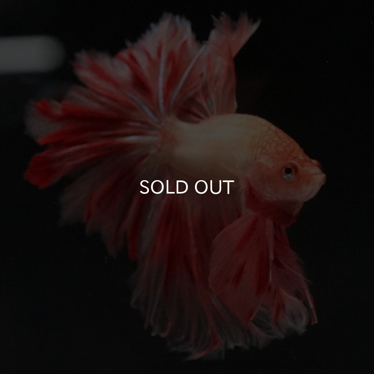 画像8: HM アルマゲドン フェザーテール (8)