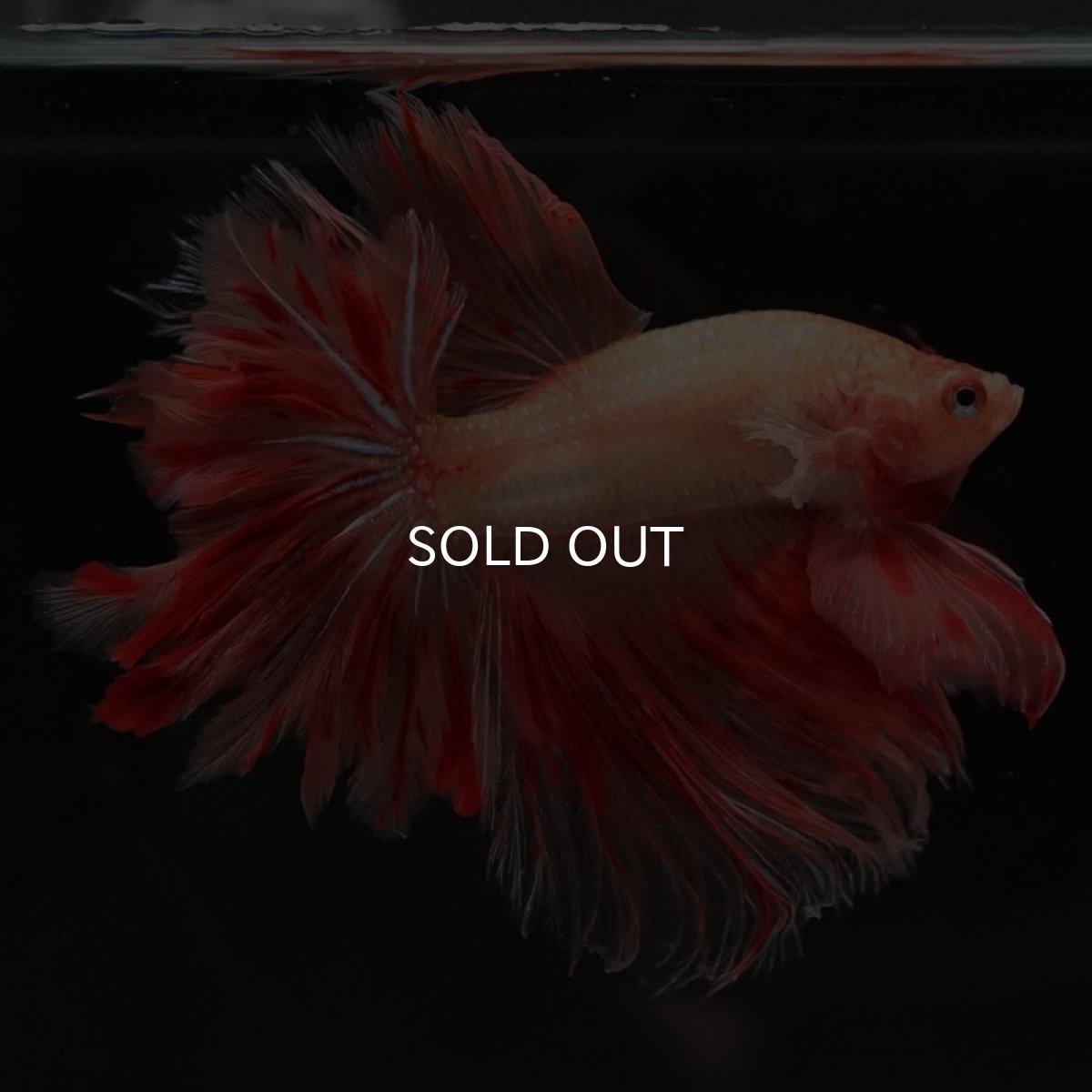 画像7: HM アルマゲドン フェザーテール (7)