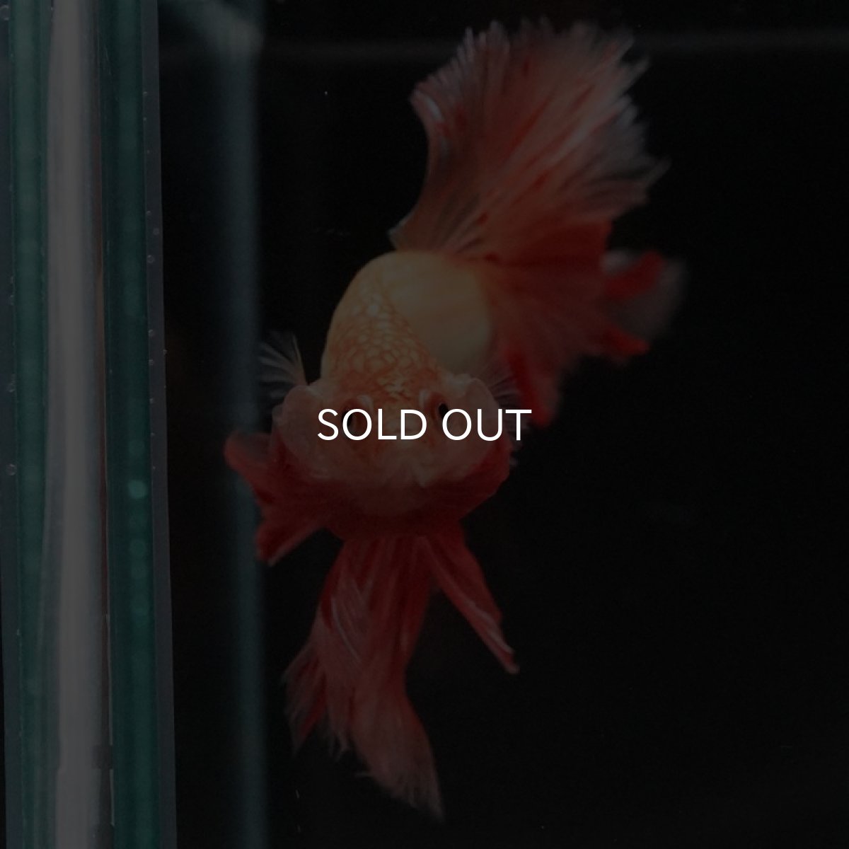 画像3: HM アルマゲドン フェザーテール (3)