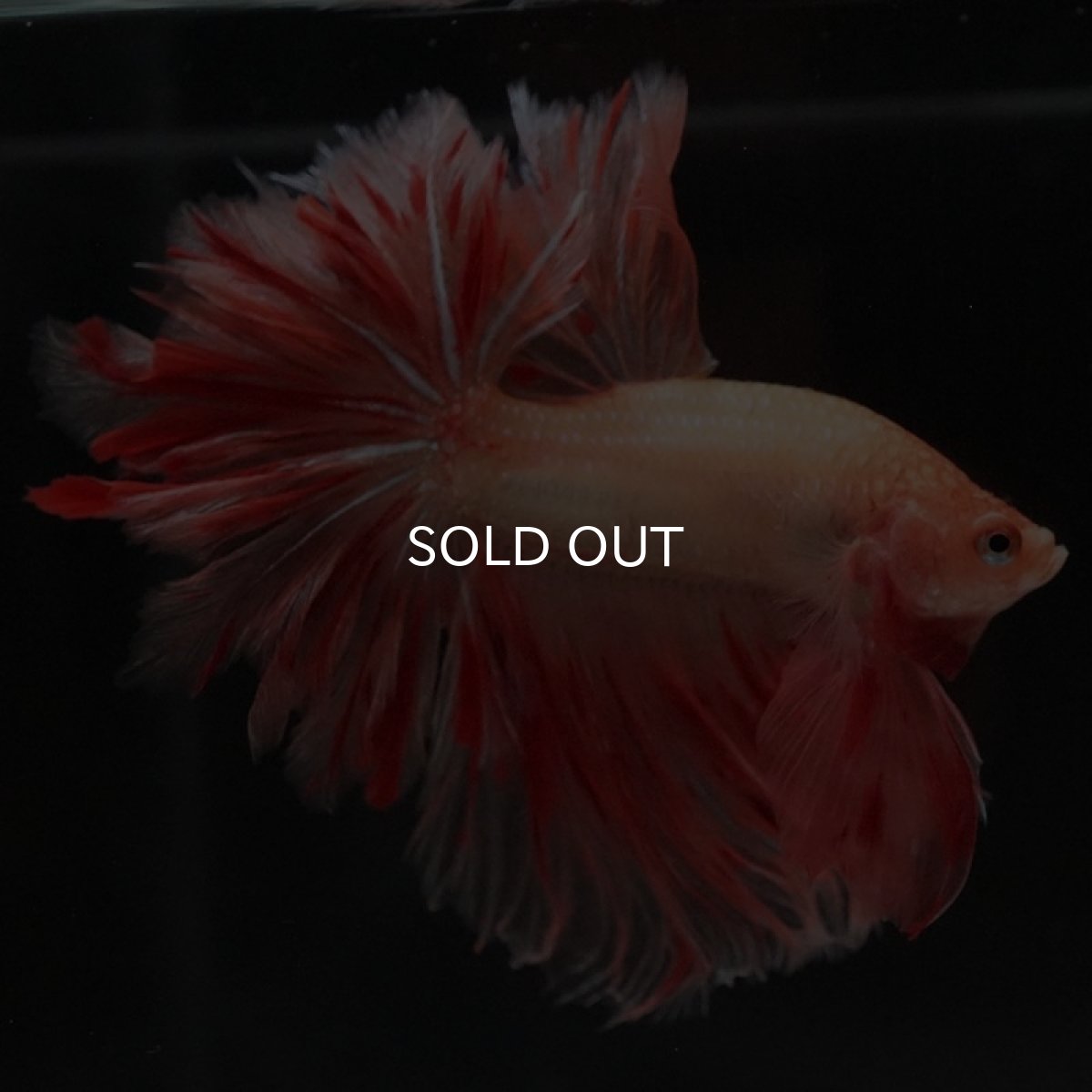 画像6: HM アルマゲドン フェザーテール (6)