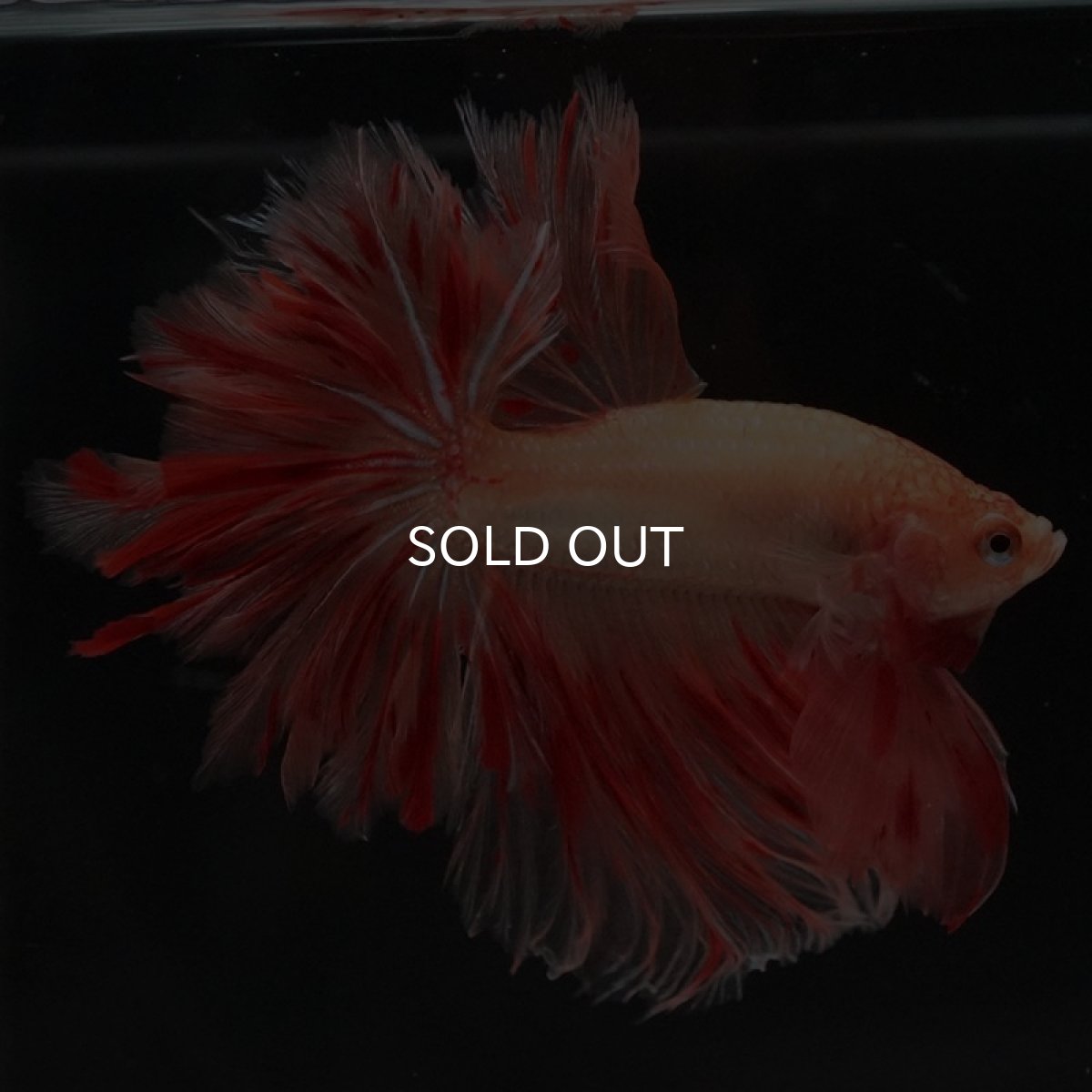 画像4: HM アルマゲドン フェザーテール (4)