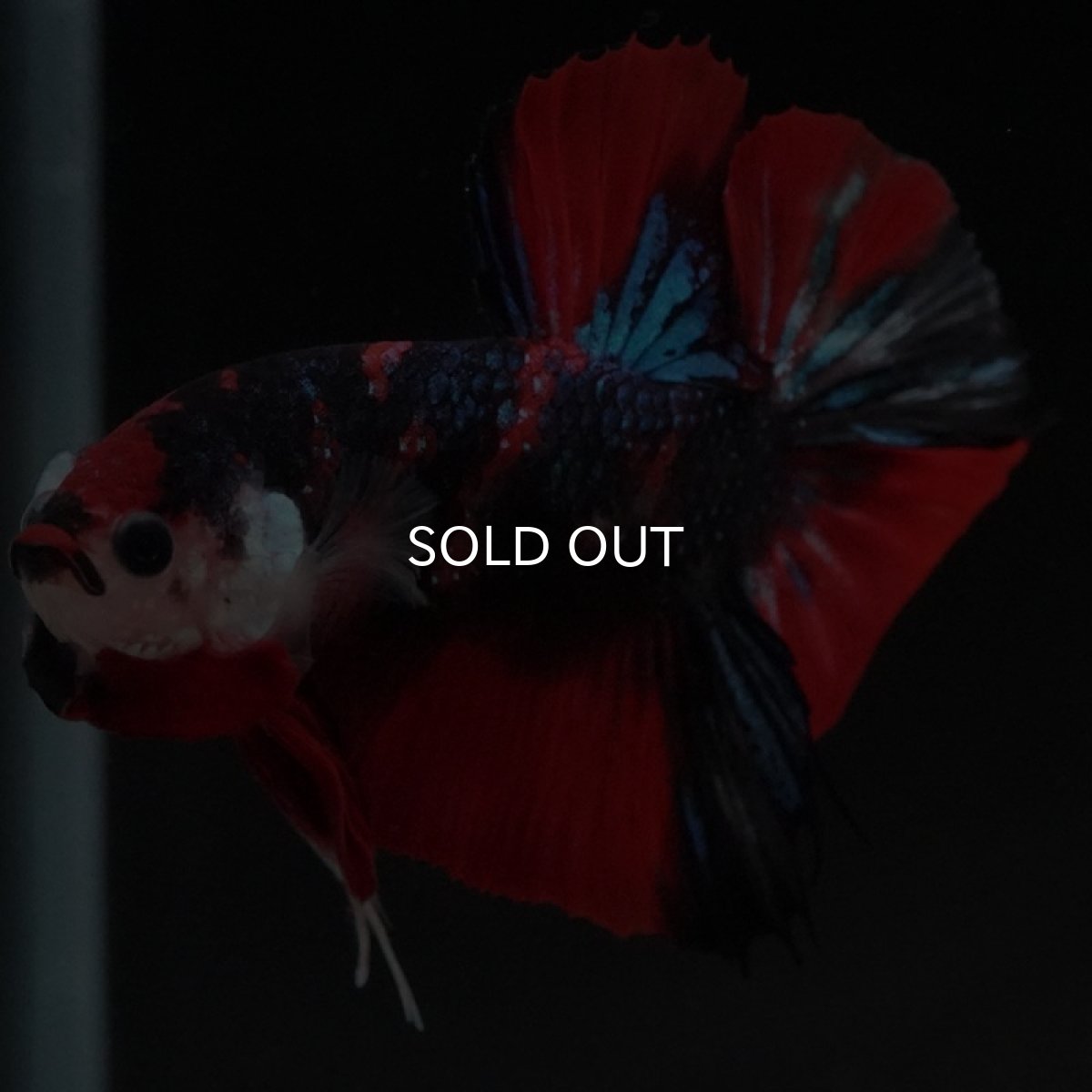 画像9: HMPK キャンディ (9)