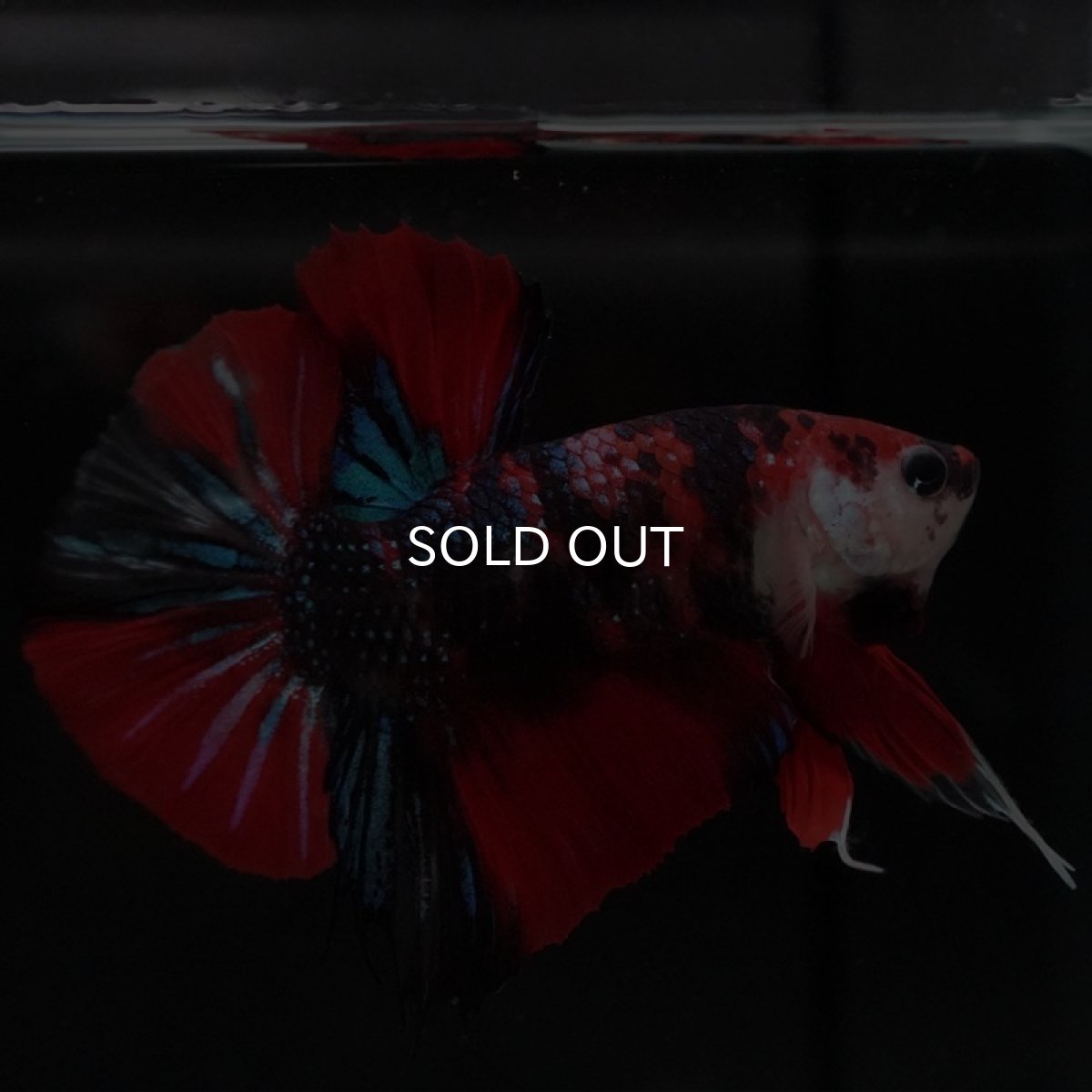 画像8: HMPK キャンディ (8)