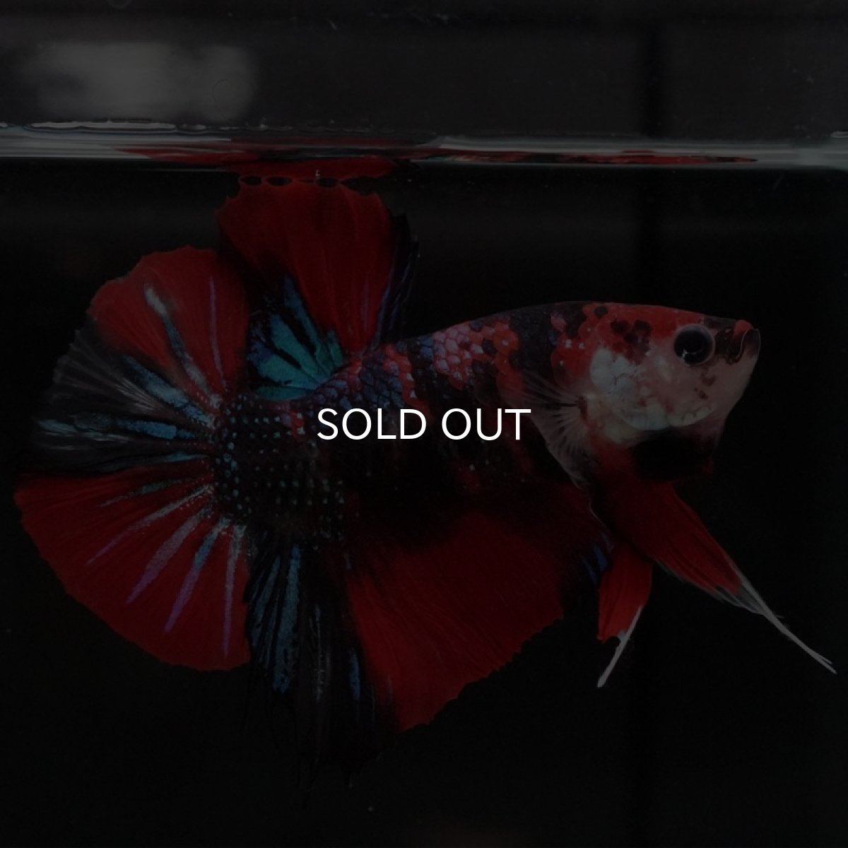 画像7: HMPK キャンディ (7)