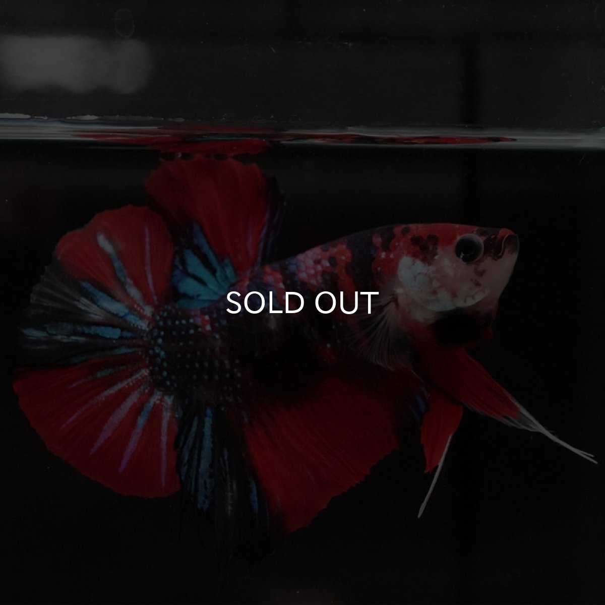 画像5: HMPK キャンディ (5)