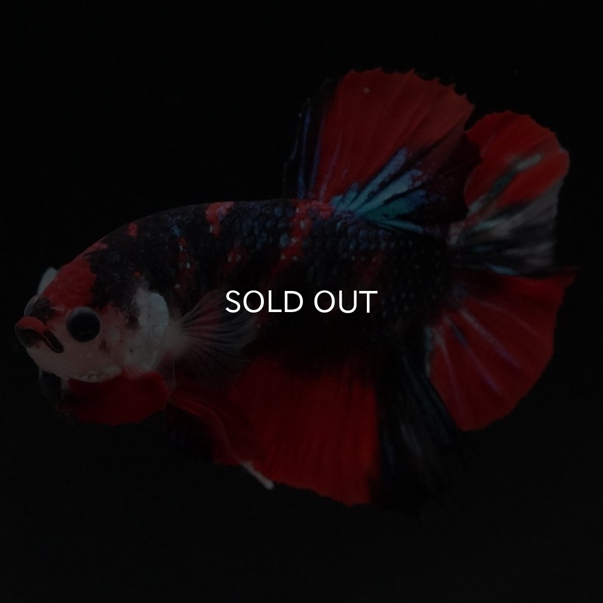 画像6: HMPK キャンディ (6)