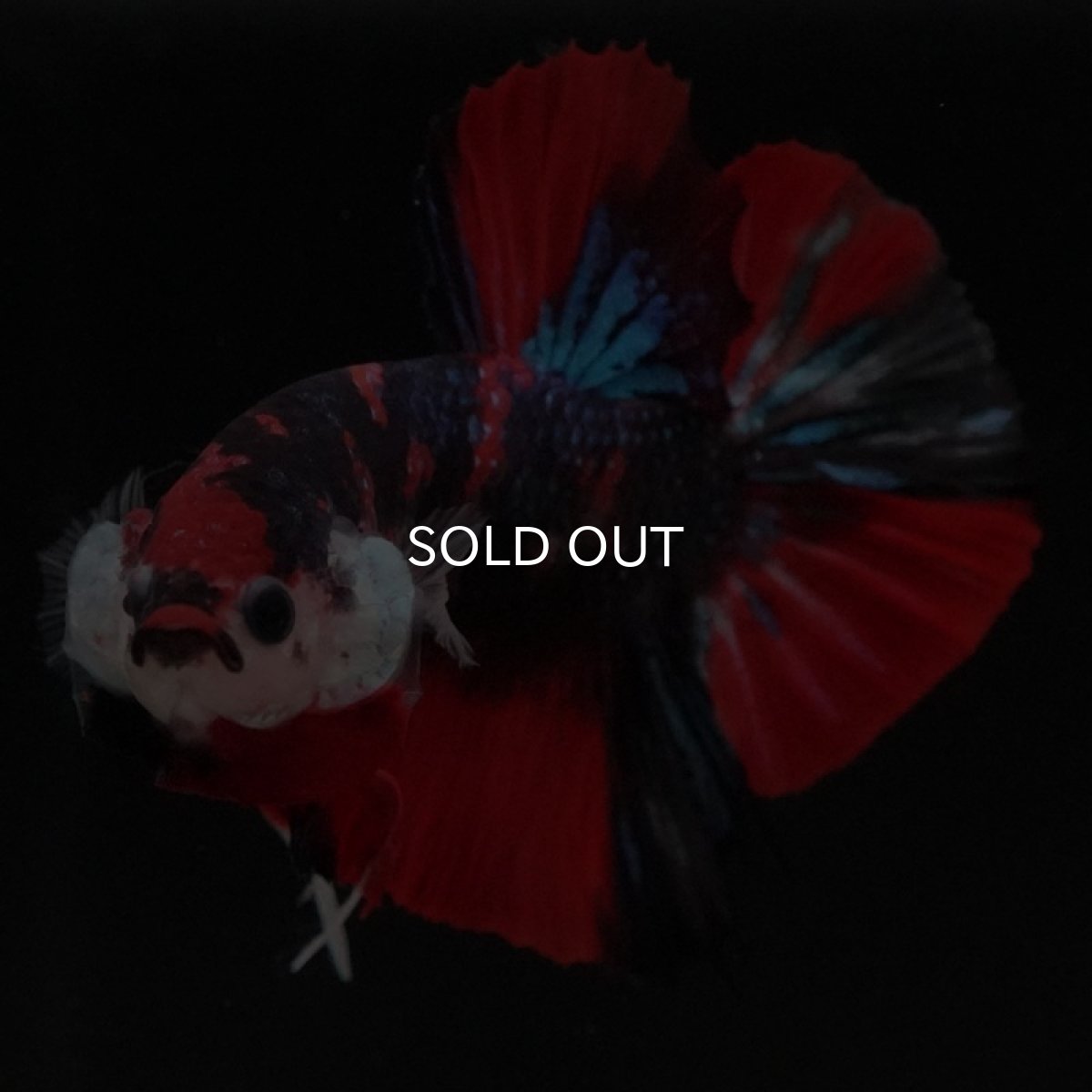 画像4: HMPK キャンディ (4)