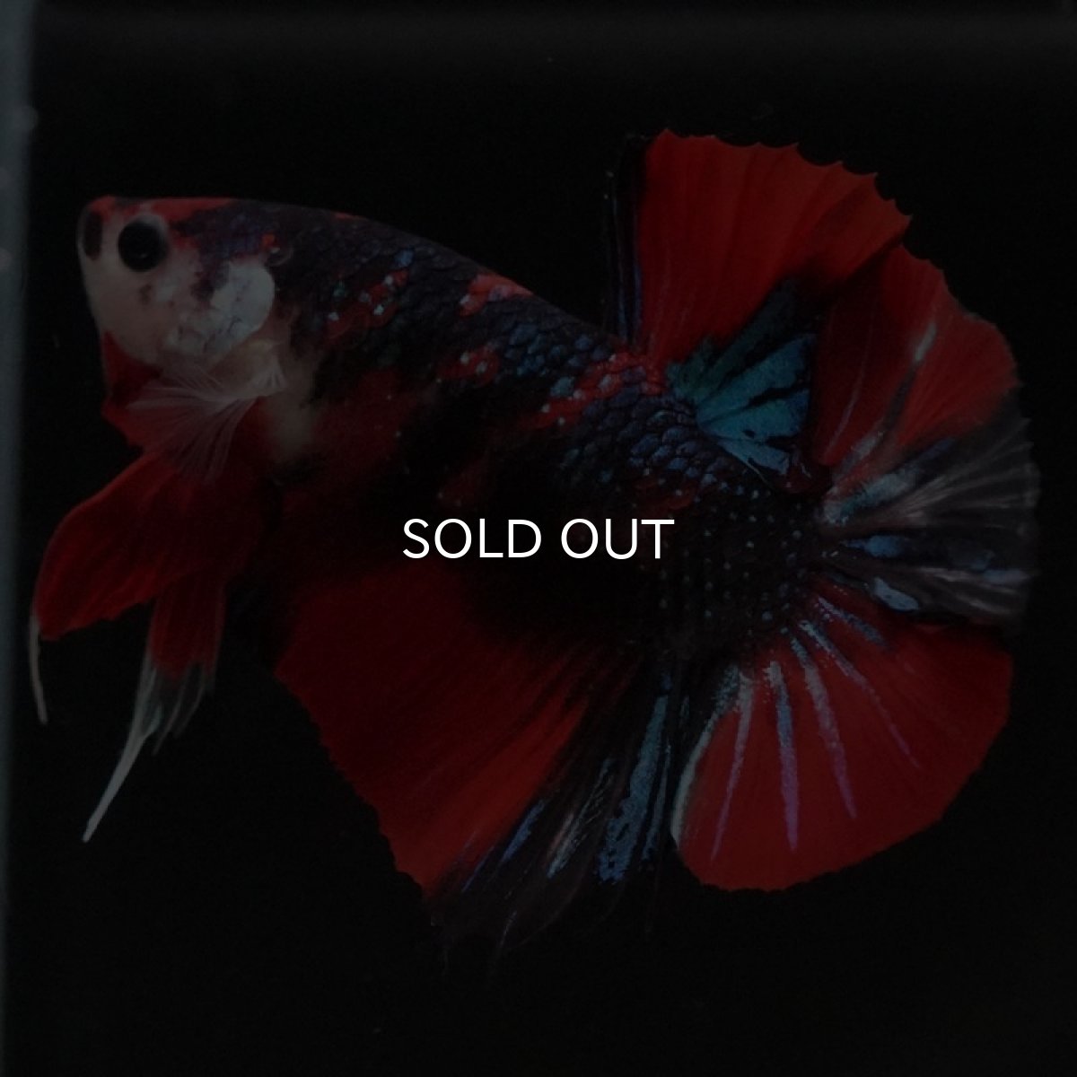 画像2: HMPK キャンディ (2)