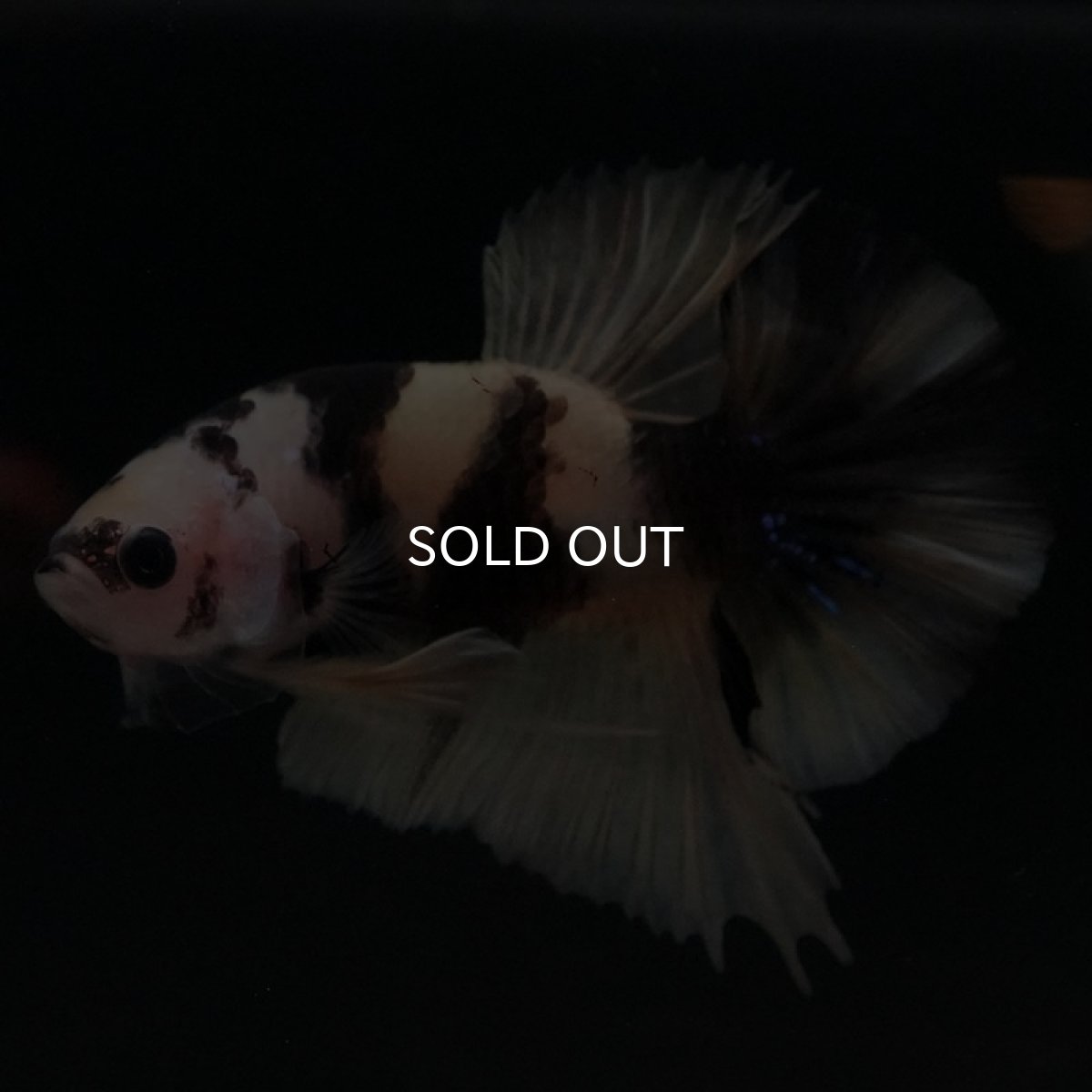 画像2: HMPK　イエロータイガー (2)